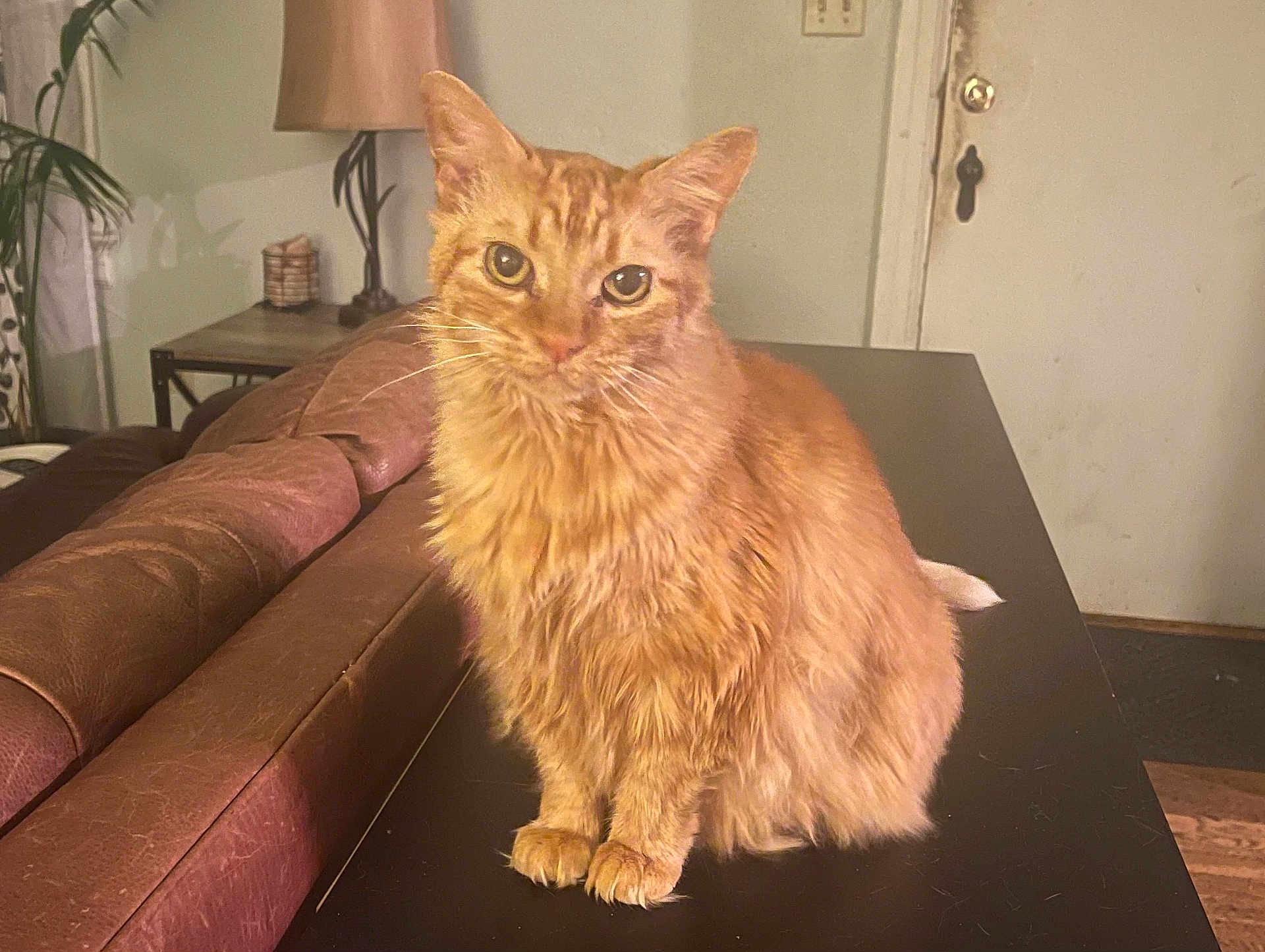 Pasta is registered to the contest to win money with this photo: cat, orange_cat, feline, pet, indoor, table, fur, sitting, curious, leather_couch, lamp, door, home, cozy, animal, whiskers, ears, eyes, furniture, houseplant