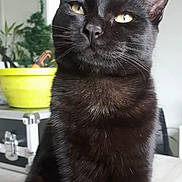 Ramses a rejoint le concours — aidez-le/la à gagner de superbes lots ! animal, background_blur, black_cat, cat, close_up, domestic_cat, eyes, face, feline, fur, houseplant, indoor, natural_light, pet, plant, portrait, sitting, table, whiskers, yellow_pot