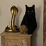 Ramses a rejoint le concours — aidez-le/la à gagner de superbes lots ! animal, black_cat, cabinet, carved_wood, cat, cobra_statue, curious, decor, feline, golden_statue, home_interior, indoor, ornament, pet, pink_blanket, shadow, sitting, still_life, tabletop, wooden_furniture