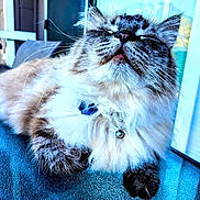 Koda is registered to the contest to win money with this photo: cat, fluffy, bell_collar, relaxed, indoor, glass_table, whiskers, closed_eyes, portrait, pet, feline, striped, tabby, paw, fur, daylight, blue_collar, home, resting, closeup