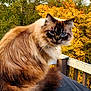 cat, blue_eyes, fluffy, autumn, fall_foliage, outdoor, nature, tree, leaf, wooden_railing, pet, animal, fur, close_up, sitting, curious, majestic, colorful, season, portrait