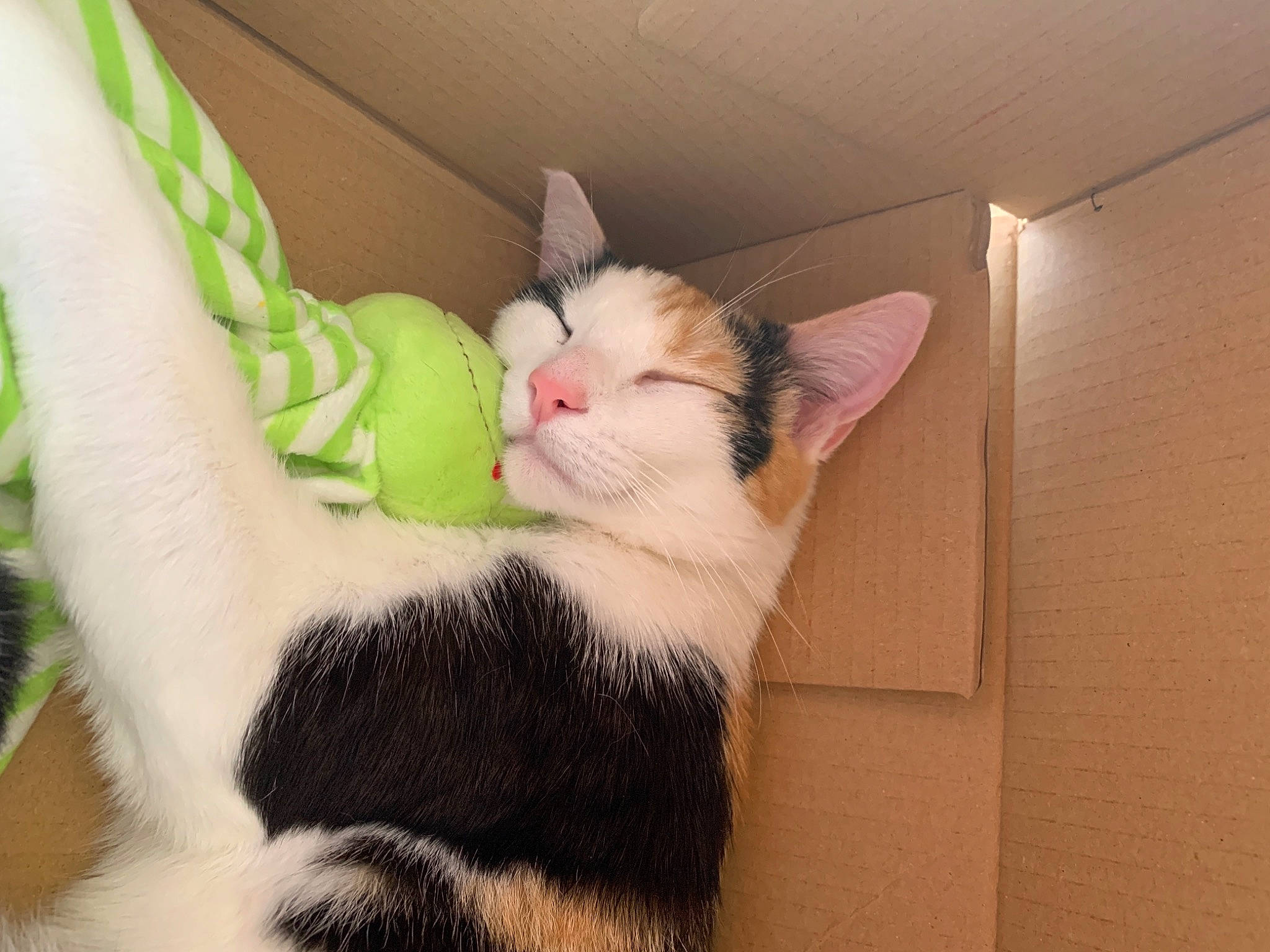 Ohana participe au concours pour gagner de l'argent avec cette photo : carnivore, cat, claw, collar, comfort, domestic_short_haired_cat, ear, fawn, felidae, fur, mammal, nail, nap, paw, pet_supply, small_to_medium_sized_cats, snout, tail, vertebrate, whiskers