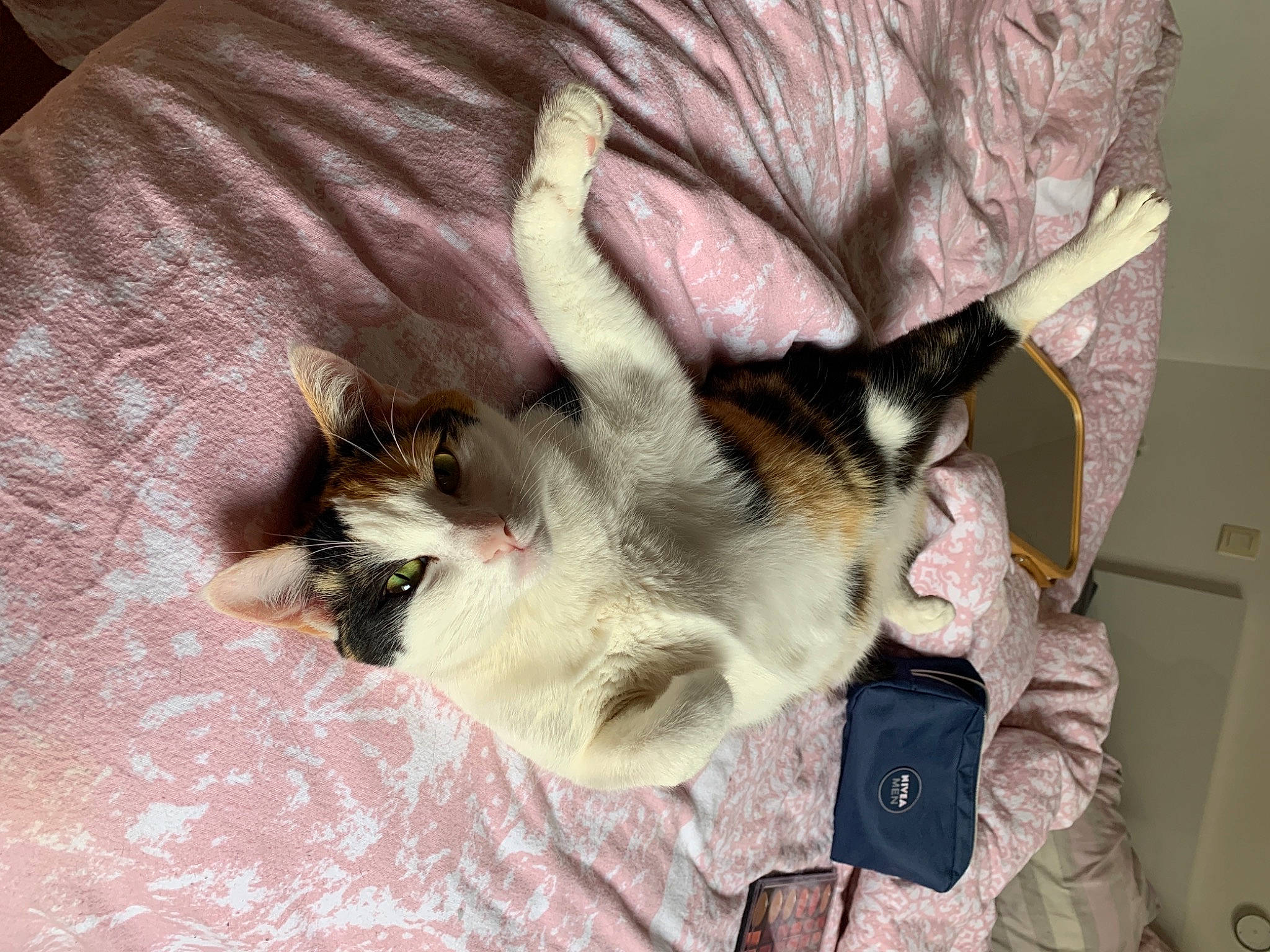 Ohana a rejoint le concours — aidez-le/la à gagner de superbes lots ! balinese, canidae, carnivore, cat, claw, comfort, companion_dog, dog_breed, domestic_short_haired_cat, ear, fawn, felidae, fur, paw, small_to_medium_sized_cats, snout, sporting_group, tail, thai, whiskers