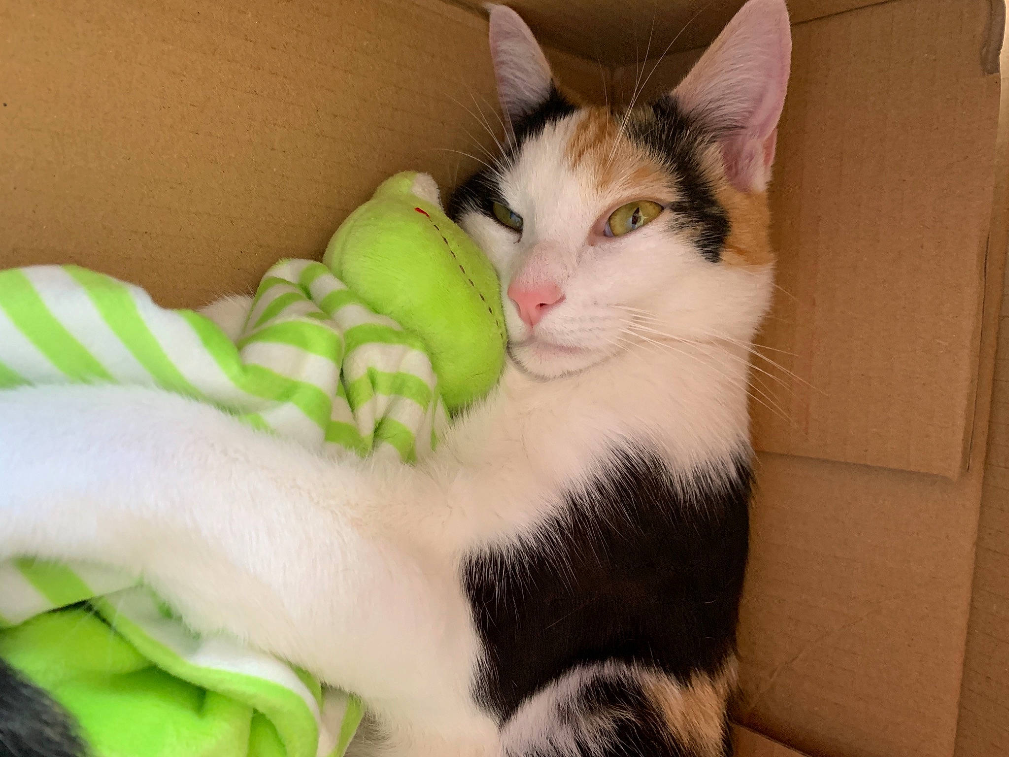 Ohana participe au concours pour gagner de l'argent avec cette photo : carnivore, cat, claw, comfort, domestic_short_haired_cat, ear, eye, felidae, fur, head, human_body, iris, leg, paw, pet_supply, plant, small_to_medium_sized_cats, snout, tail, whiskers