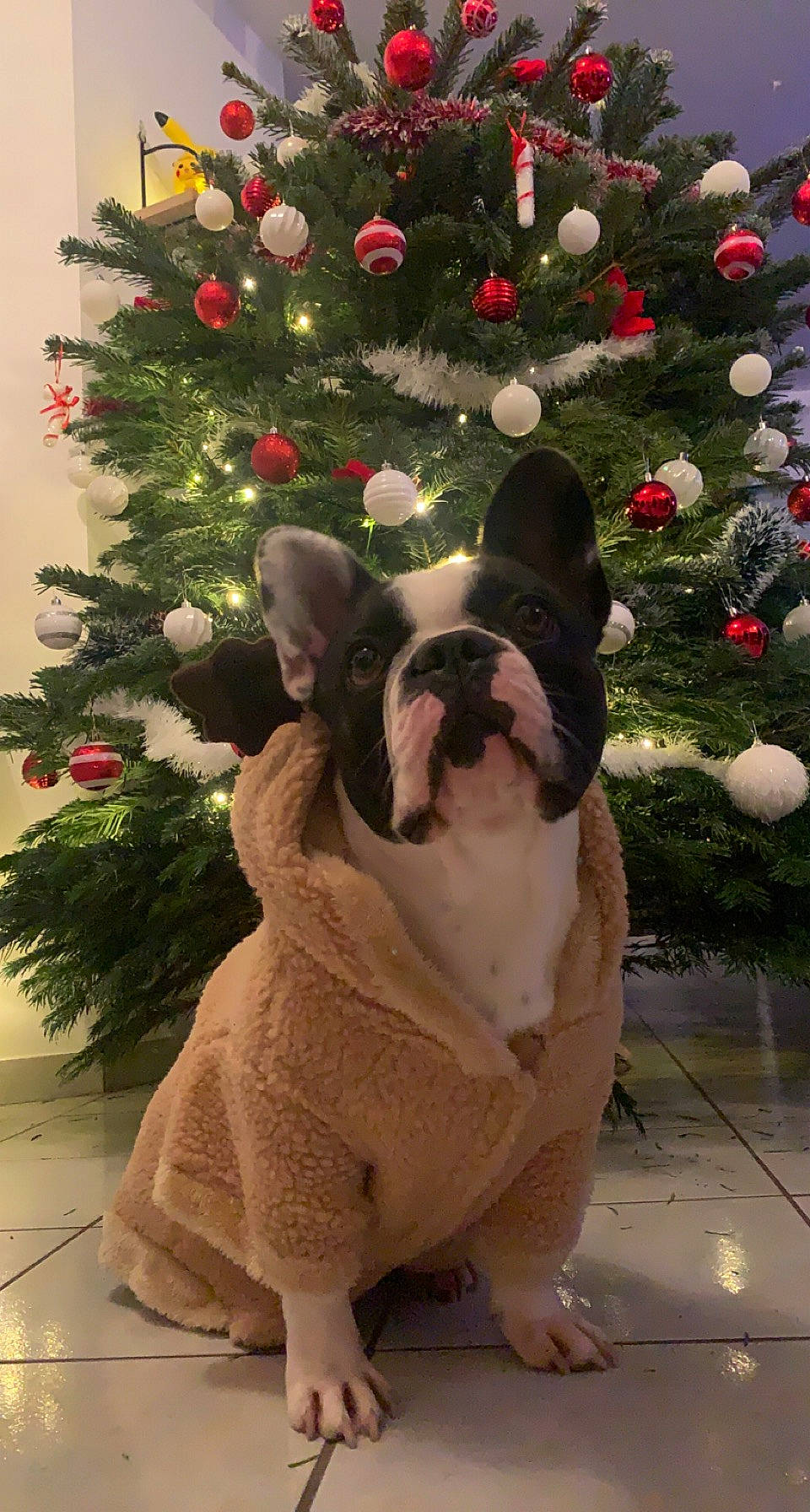 Rubby a rejoint le concours — aidez-le/la à gagner de superbes lots ! bulldog, carnivore, christmas_decoration, christmas_ornament, christmas_tree, collar, companion_dog, dog, dog_breed, event, evergreen, fawn, holiday_ornament, light, ornament, pink, plant, tree, window, working_animal