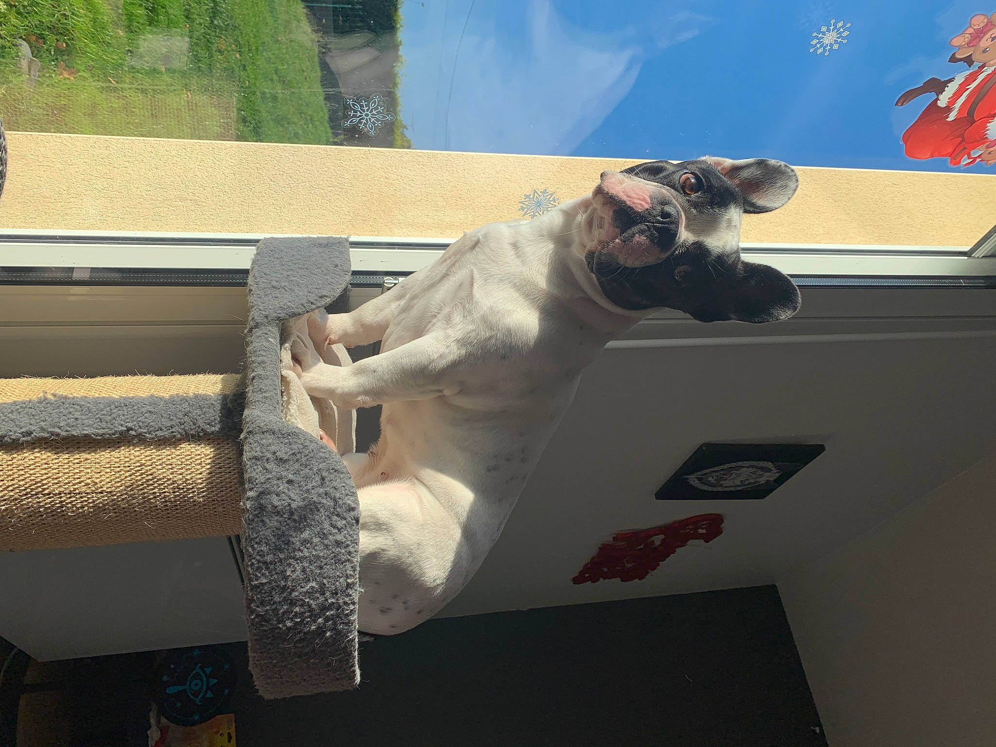 Rubby participe au concours pour gagner de l'argent avec cette photo : architecture, art, building, canidae, companion_dog, dog, dog_breed, eyewear, fawn, felidae, grass, house, roof, room, sculpture, sky, sporting_group, table, tail, toy