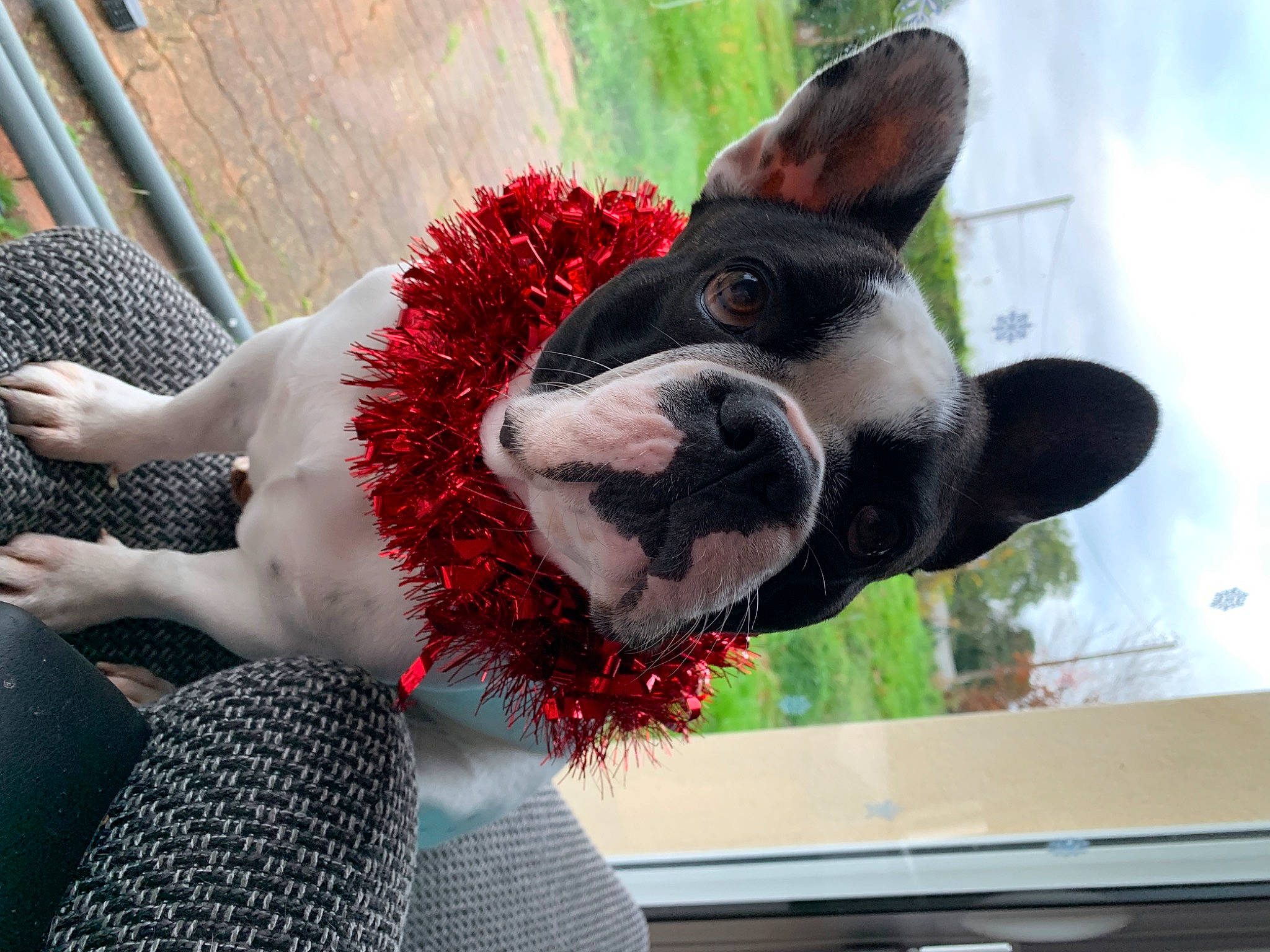 Rubby a rejoint le concours — aidez-le/la à gagner de superbes lots ! canidae, carmine, carnivore, collar, companion_dog, dog_breed, dog_collar, dog_supply, ear, fawn, fur, non_sporting_group, pattern, plant, snout, sporting_group, tail, whiskers, window, working_animal