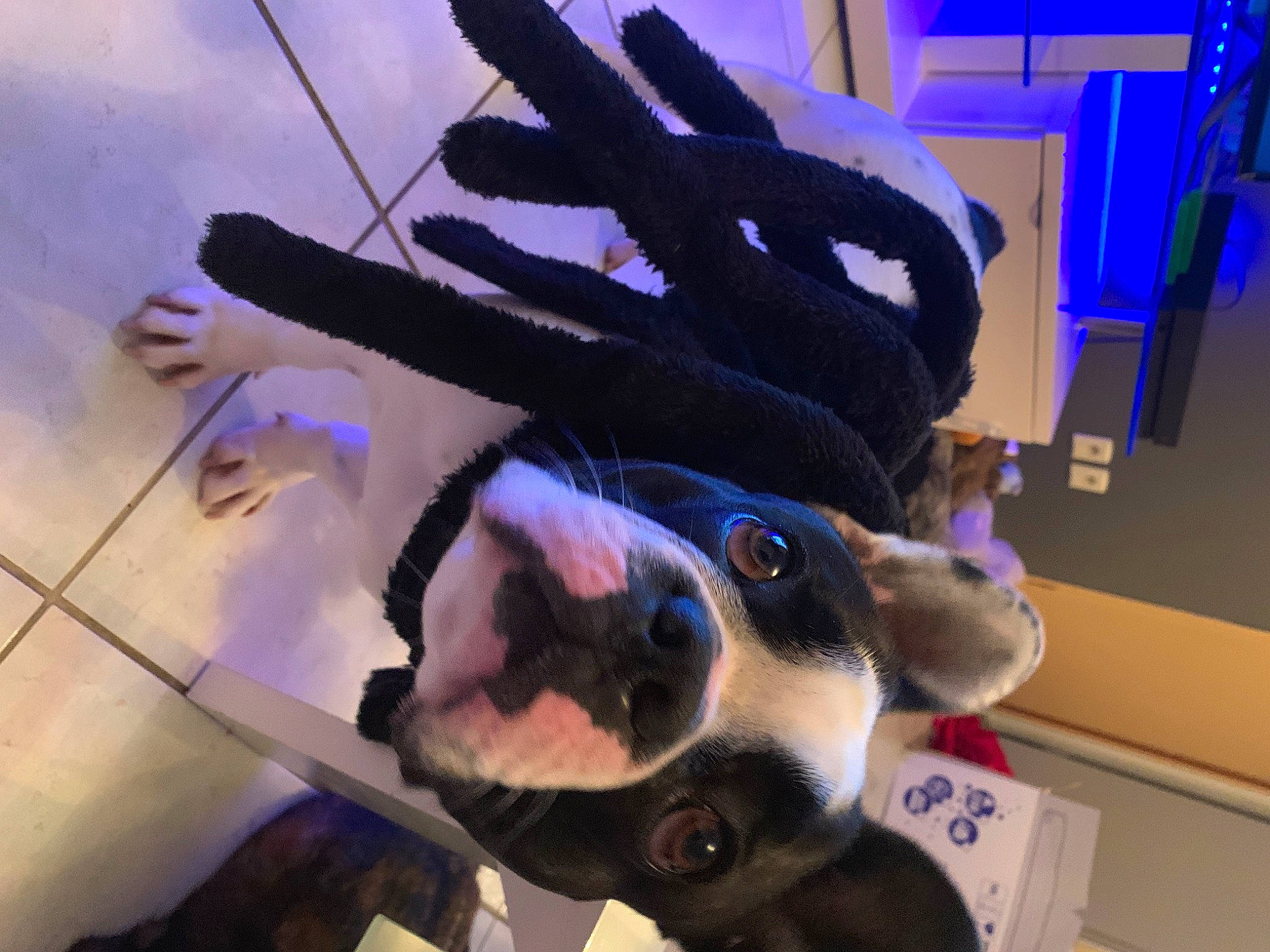 Rubby a rejoint le concours — aidez-le/la à gagner de superbes lots ! cap, carmine, companion_dog, dog, dog_breed, electric_blue, eyewear, fashion_accessory, fawn, fun, fur, gesture, mammal, personal_protective_equipment, purple, snapshot, snout, sunglasses, vertebrate, whiskers