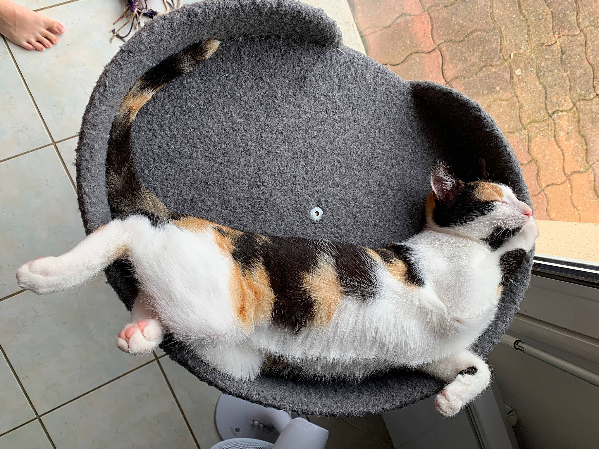 Iokah a rejoint le concours — aidez-le/la à gagner de superbes lots ! carnivore, cat, claw, collar, comfort, companion_dog, dog_breed, fawn, felidae, flooring, fur, small_to_medium_sized_cats, sporting_group, tail, terrestrial_animal, whiskers