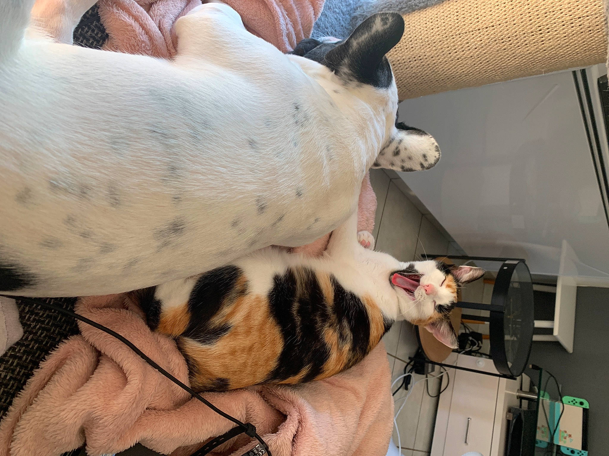 Iokah participe au concours pour gagner de l'argent avec cette photo : carnivore, cat, comfort, companion_dog, dress, elbow, eye, fawn, felidae, foot, human_leg, nail, small_to_medium_sized_cats, snout, tail, thigh, trunk, whiskers, wood, wrist