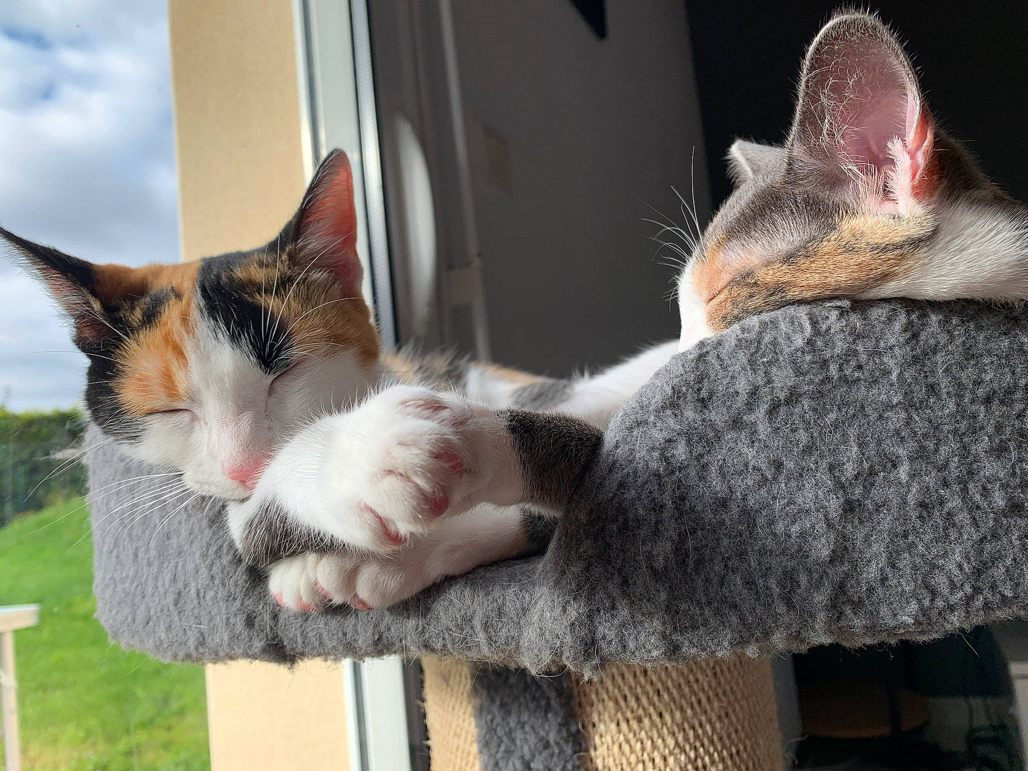 Iokah participe au concours pour gagner de l'argent avec cette photo : carnivore, cat, cat_supply, claw, cloud, domestic_short_haired_cat, fawn, felidae, fur, grass, grey, paw, plant, sky, small_to_medium_sized_cats, snout, tail, tree, whiskers, window