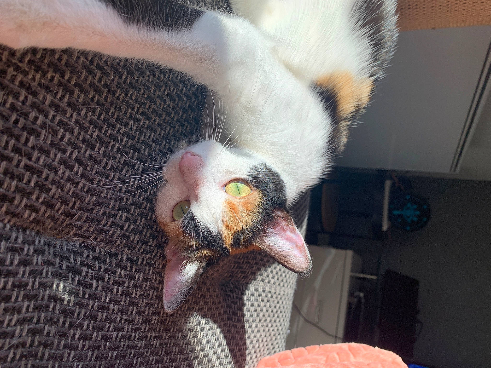 Iokah a rejoint le concours — aidez-le/la à gagner de superbes lots ! beard, carnivore, cat, claw, comfort, domestic_short_haired_cat, ear, fawn, felidae, fur, lap, mammal, musical_instrument, paw, small_to_medium_sized_cats, snout, string_instrument, tail, vertebrate, whiskers