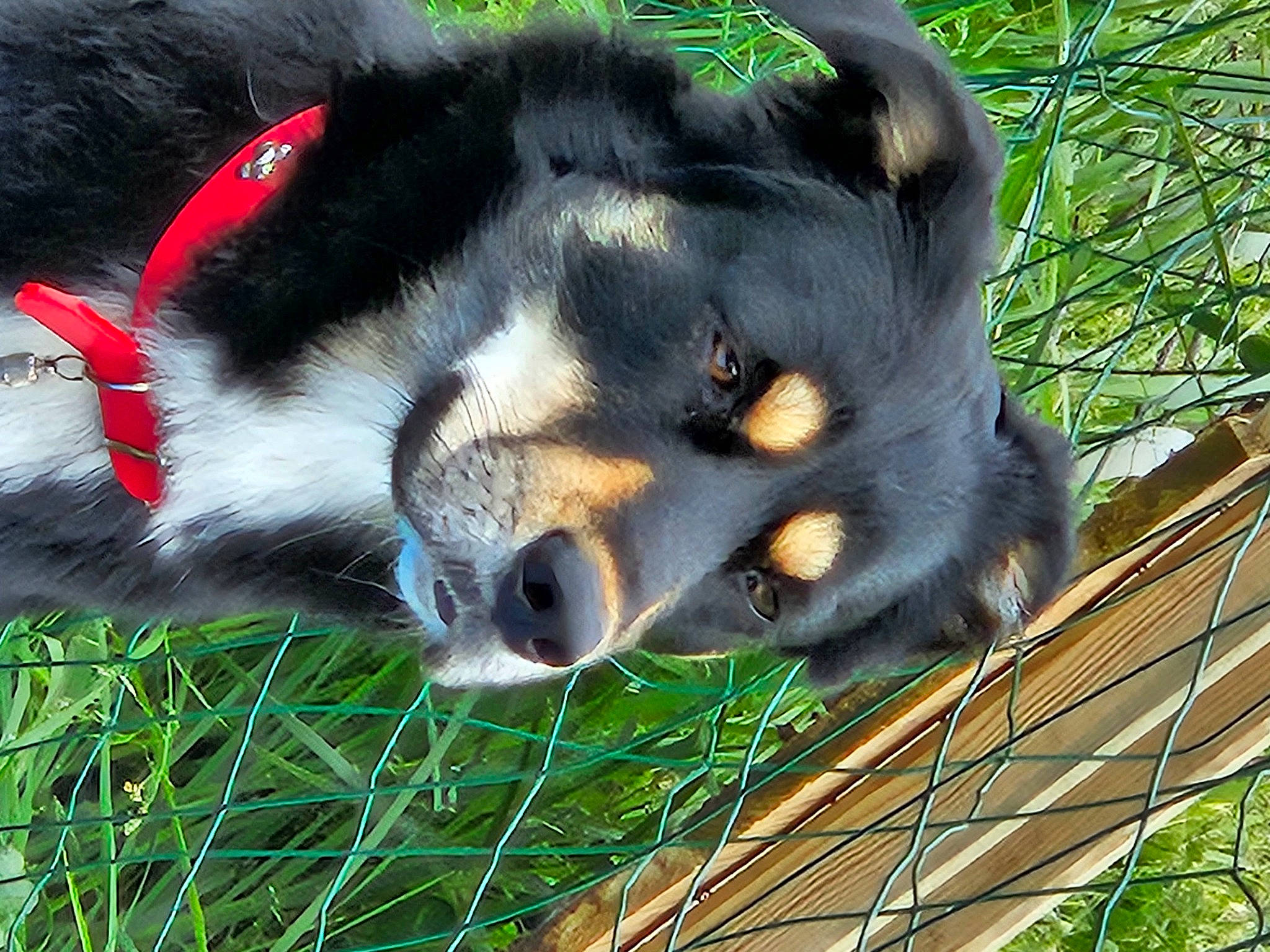 Snoopy participe au concours pour gagner de l'argent avec cette photo : canidae, carnivore, companion_dog, dog, dog_breed, fence, fur, grass, mesh, snout, sporting_group, terrestrial_animal, twig, whiskers, working_animal, working_dog