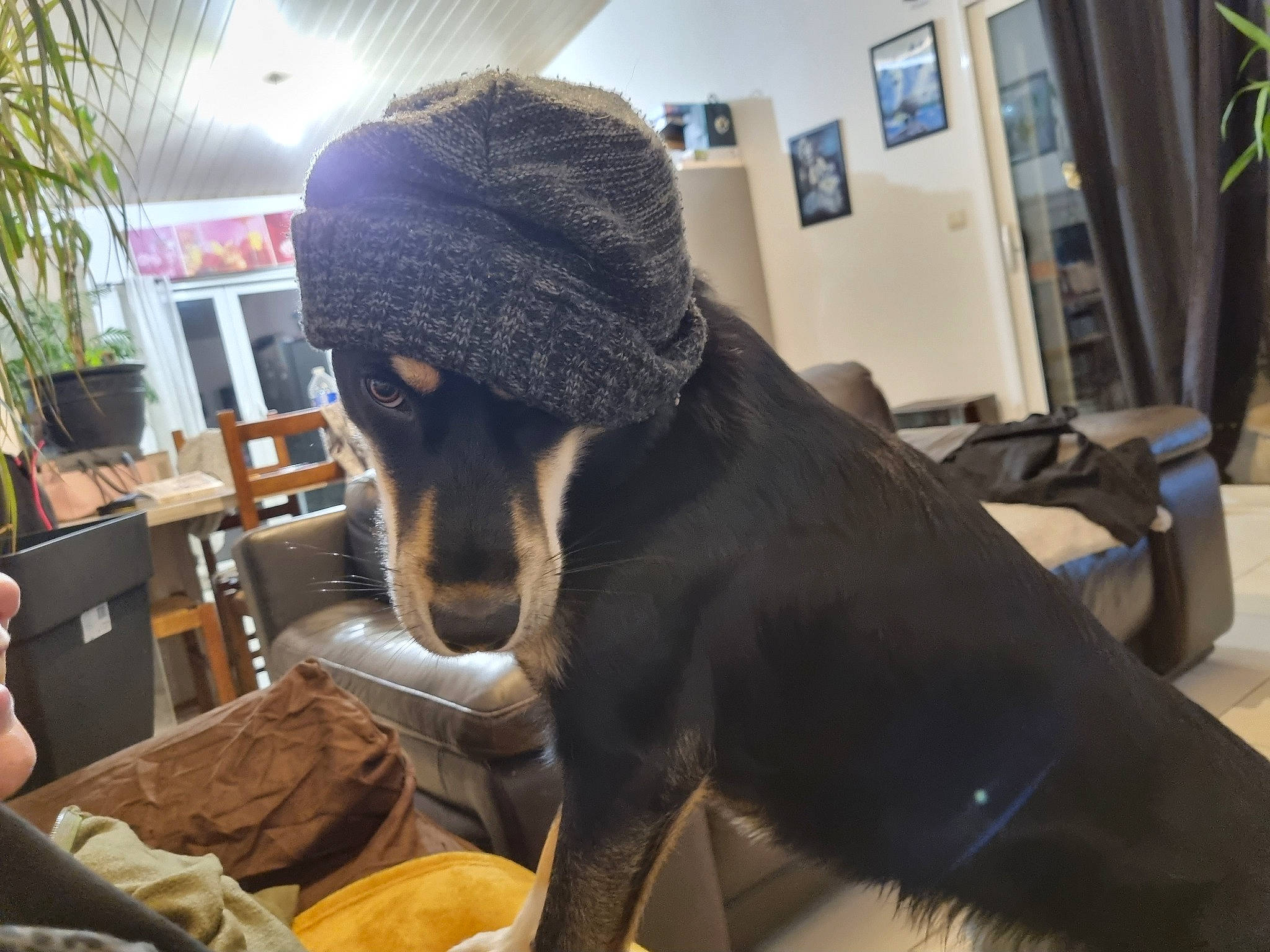 Snoopy a rejoint le concours — aidez-le/la à gagner de superbes lots ! canidae, cap, carnivore, chair, comfort, companion_dog, dog, dog_breed, ear, fawn, flowerpot, fur, houseplant, jaw, plant, snout, sporting_group, tableware, terrestrial_animal, working_animal