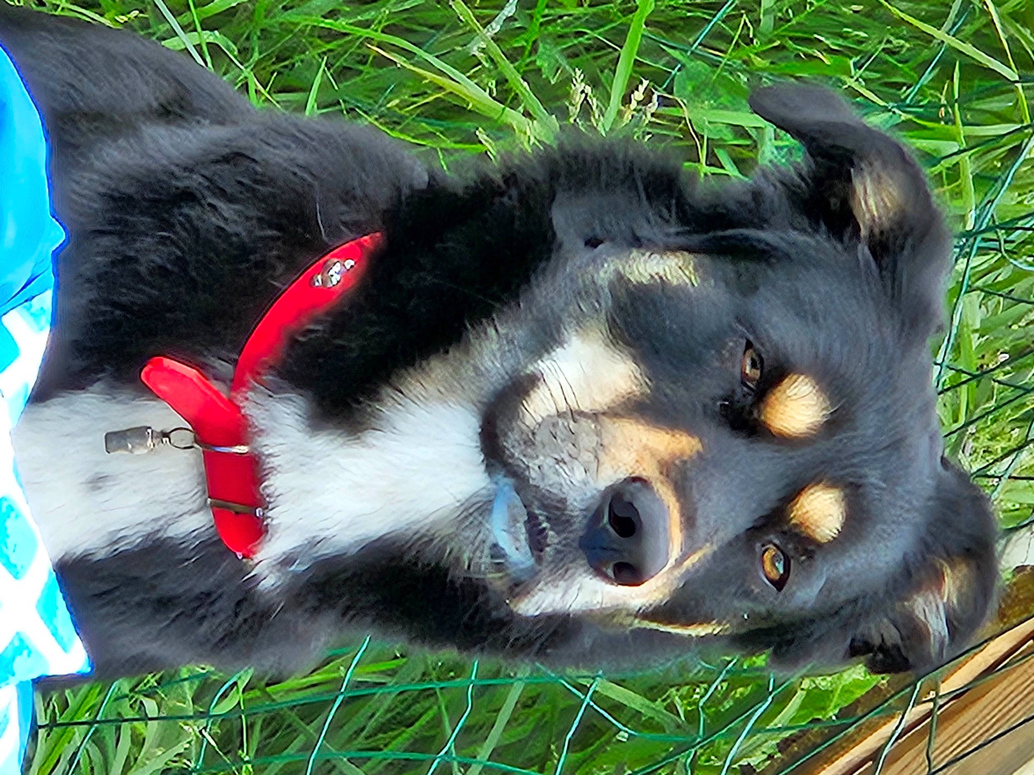 Snoopy a rejoint le concours — aidez-le/la à gagner de superbes lots ! canidae, carnivore, collar, companion_dog, dog, dog_breed, dog_collar, dog_supply, fur, grass, paw, snout, sporting_group, tail, terrestrial_animal, whiskers, working_animal, working_dog