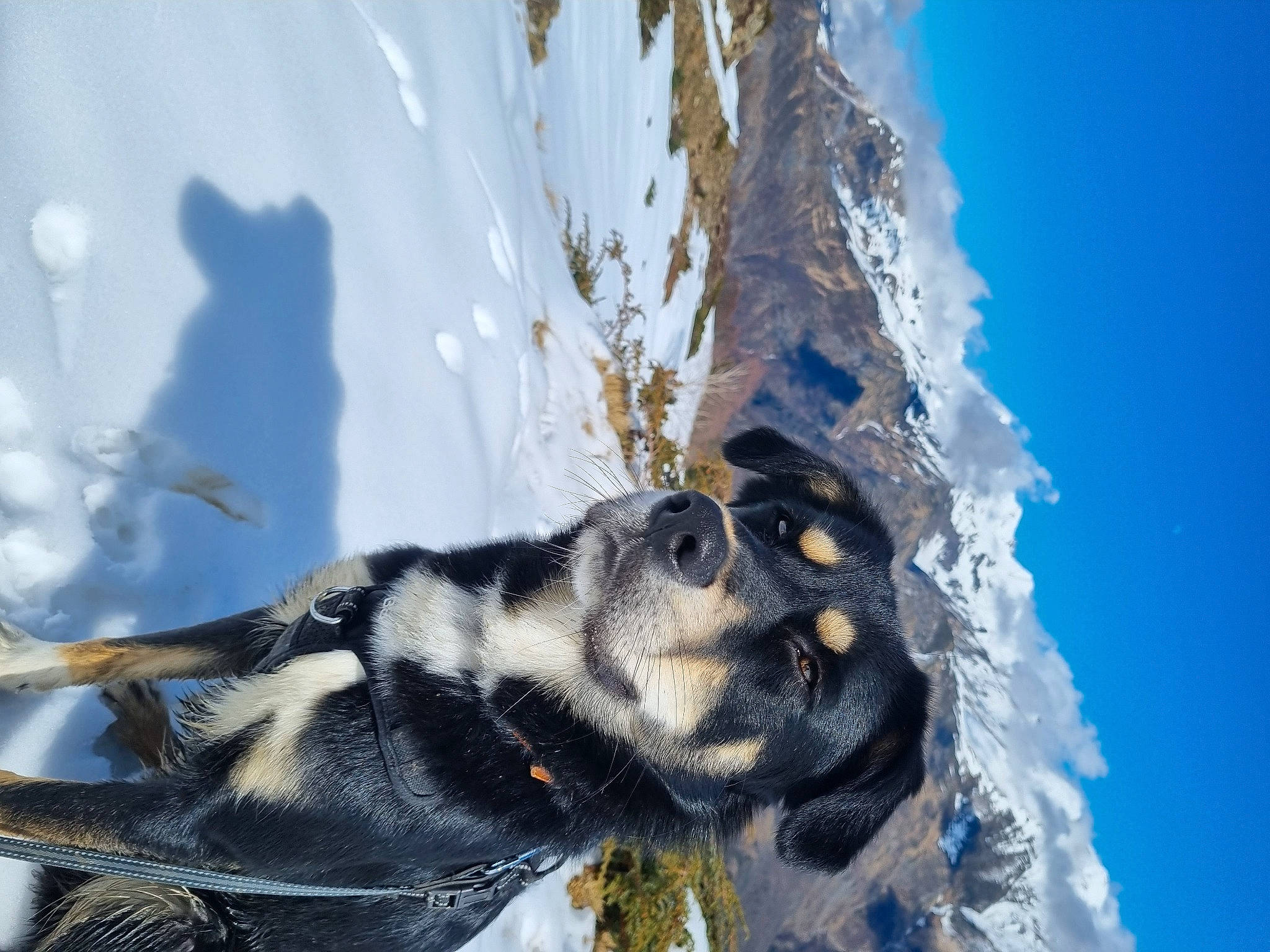 Snoopy participe au concours pour gagner de l'argent avec cette photo : adventure, art, dog, dog_breed, freezing, frost, fur, glacial_landform, massif, mountain_range, plant, recreation, sky, slope, snow, sporting_group, tree, wildlife, winter, working_animal
