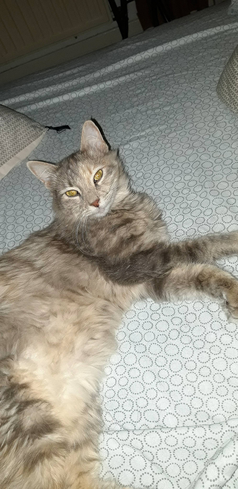 Daya a rejoint le concours — aidez-le/la à gagner de superbes lots ! asian_semi_longhair, british_longhair, british_semi_longhair, carnivore, cat, domestic_long_haired_cat, domestic_short_haired_cat, european_shorthair, felidae, kitten, maine_coon, mammal, nebelung, norwegian_forest_cat, persian, siberian, small_to_medium_sized_cats, tabby_cat, vertebrate, whiskers