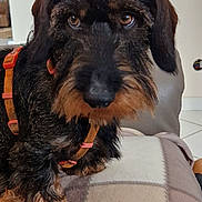 Volcan participe au concours pour gagner de l'argent avec cette photo : adorable, blanket, brown_eyes, close_up, couch, dog, face, floor_tiles, fur, harness, home, indoor, leather_chair, looking_at_camera, paws, pet, portrait, snout, whiskers, wire_haired_dachshund