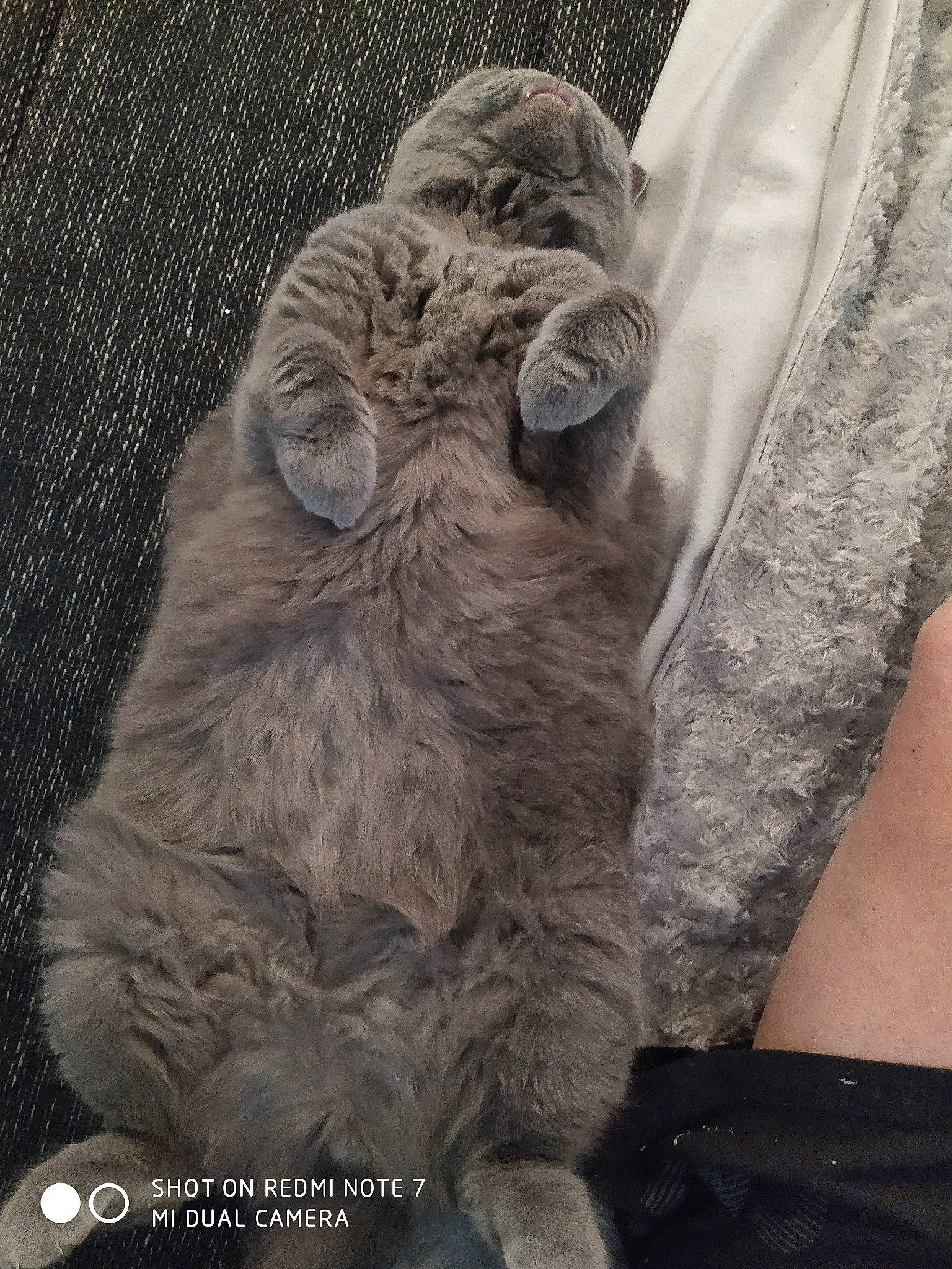 Gordon participe au concours pour gagner de l'argent avec cette photo : british_shorthair, carnivore, cat, felidae, fur, small_to_medium_sized_cats