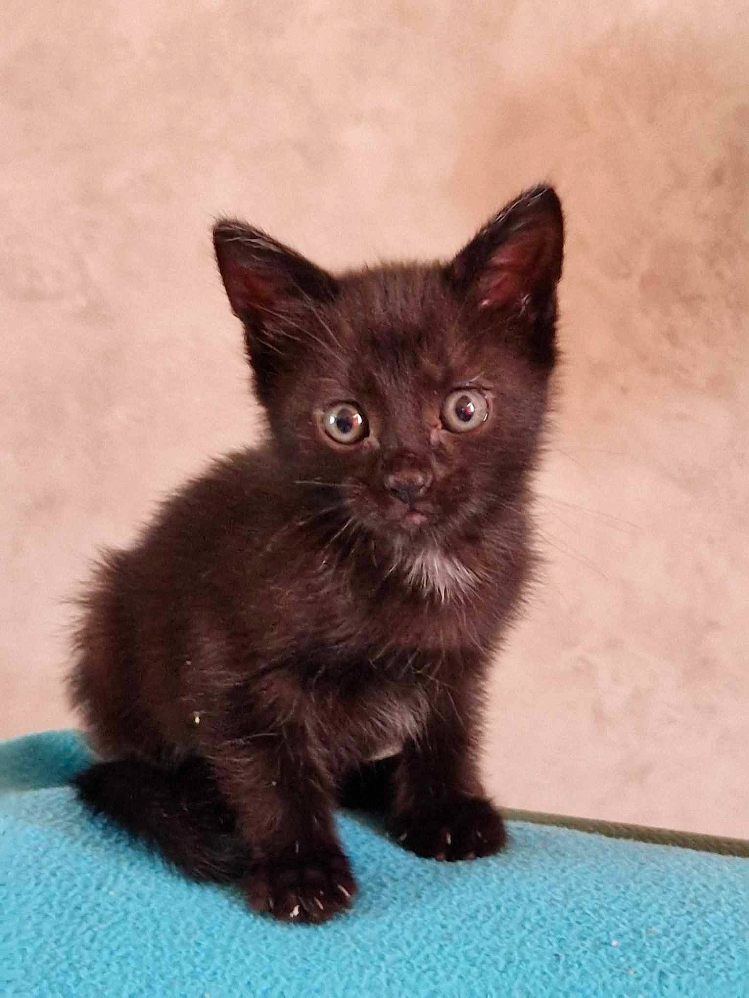 Mystik participe au concours pour gagner de l'argent avec cette photo : black_cat, bombay, carnivore, cat, claw, domestic_short_haired_cat, felidae, fur, iris, paw, sitting, small_to_medium_sized_cats, snout, tail, terrestrial_animal, whiskers