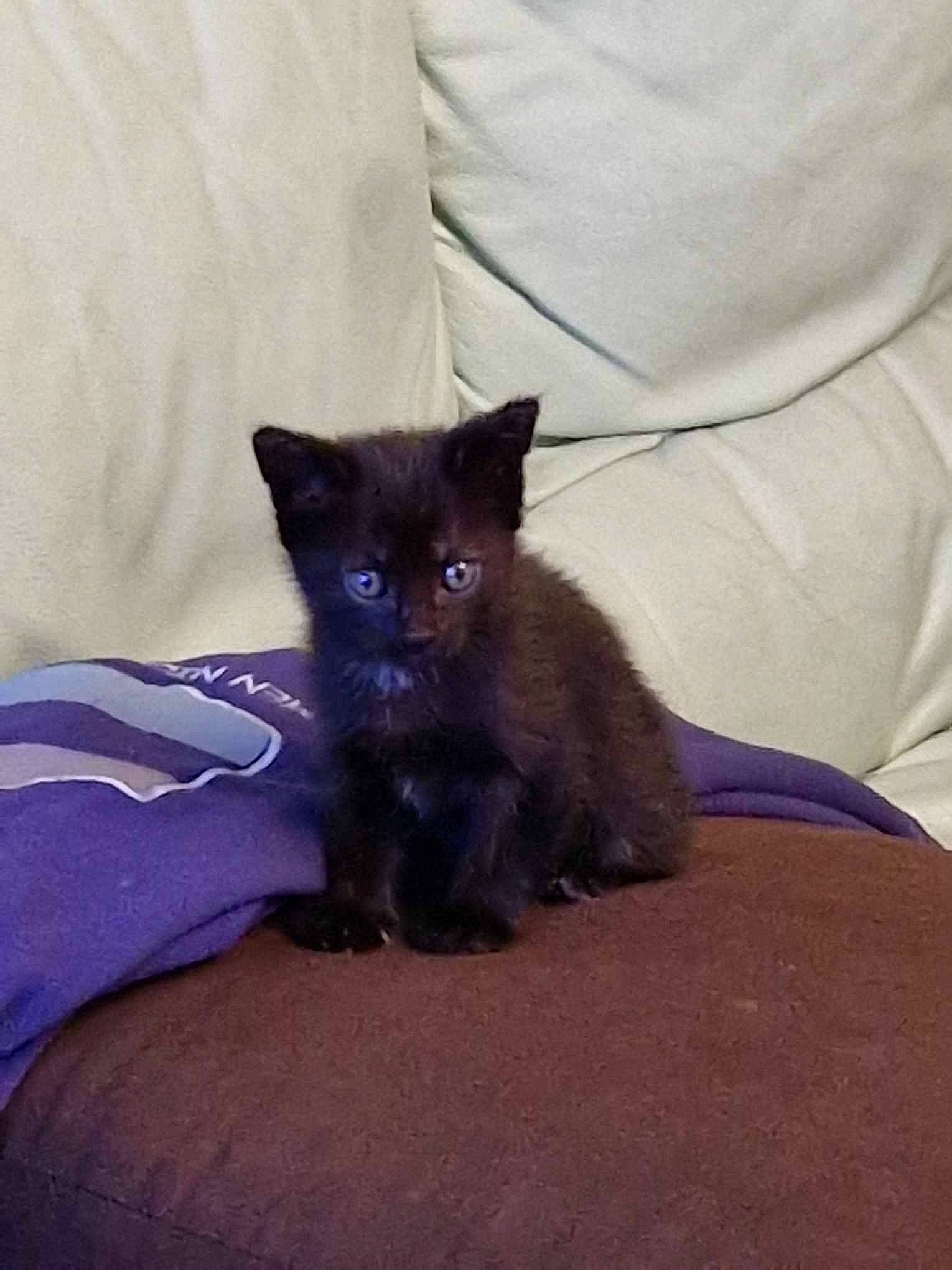 Mystik a rejoint le concours — aidez-le/la à gagner de superbes lots ! black_cat, bombay, carnivore, cat, comfort, domestic_short_haired_cat, electric_blue, eye, fawn, felidae, foot, fur, grey, human_leg, purple, russian_blue, small_to_medium_sized_cats, snout, tail, whiskers