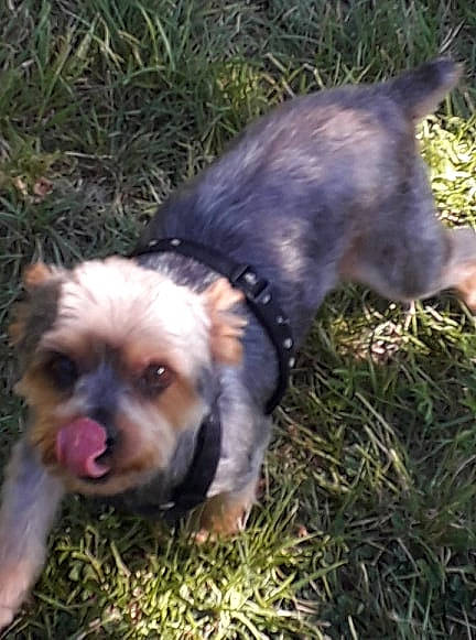 Dinky participe au concours pour gagner de l'argent avec cette photo : border_terrier, cairn_terrier, canidae, carnivore, companion_dog, dog, dog_breed, grass, lhasa_apso, mammal, morkie, norfolk_terrier, puppy, rare_breed_dog, schnoodle, shih_tzu, snout, sporting_group, terrier, yorkshire_terrier