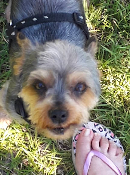 Dinky participe au concours pour gagner de l'argent avec cette photo : australian_silky_terrier, australian_terrier, biewer_terrier, cairn_terrier, canidae, carnivore, companion_dog, dog, dog_breed, grass, mammal, morkie, norfolk_terrier, norwich_terrier, puppy, small_terrier, terrier, toy_dog, yorkipoo, yorkshire_terrier