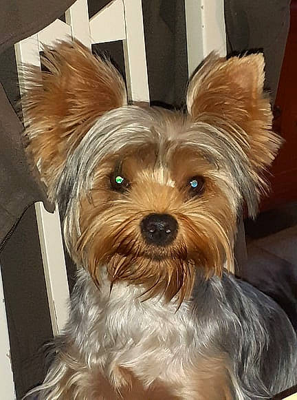 Pippa Middleton a rejoint le concours — aidez-le/la à gagner de superbes lots ! australian_silky_terrier, australian_terrier, biewer_terrier, canidae, carnivore, companion_dog, dog, dog_breed, fawn, mammal, morkie, puppy, rare_breed_dog, small_terrier, snout, terrier, toy_dog, vertebrate, yorkipoo, yorkshire_terrier