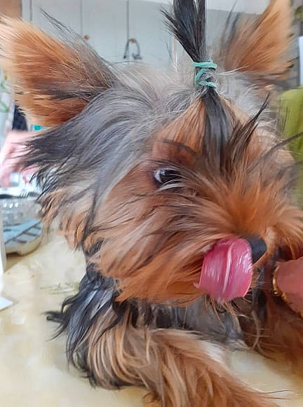 Pippa Middleton participe au concours pour gagner de l'argent avec cette photo : australian_silky_terrier, australian_terrier, biewer_terrier, canidae, carnivore, chinese_imperial_dog, companion_dog, dog, dog_breed, ear, liver, mammal, puppy, rare_breed_dog, small_terrier, snout, terrier, toy_dog, vertebrate, yorkshire_terrier