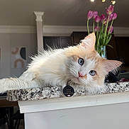 Noah joined the competition — help win amazing prizes! cat, fluffy, blue_eyes, granite_countertop, kitchen, vase, pink_tulips, flowers, domestic_cat, pet, relaxed, indoor, curious, portrait, feline, animal, white_fur, orange_fur, laying_down, close_up