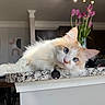 cat, fluffy, blue_eyes, granite_countertop, kitchen, vase, pink_tulips, flowers, domestic_cat, pet, relaxed, indoor, curious, portrait, feline, animal, white_fur, orange_fur, laying_down, close_up