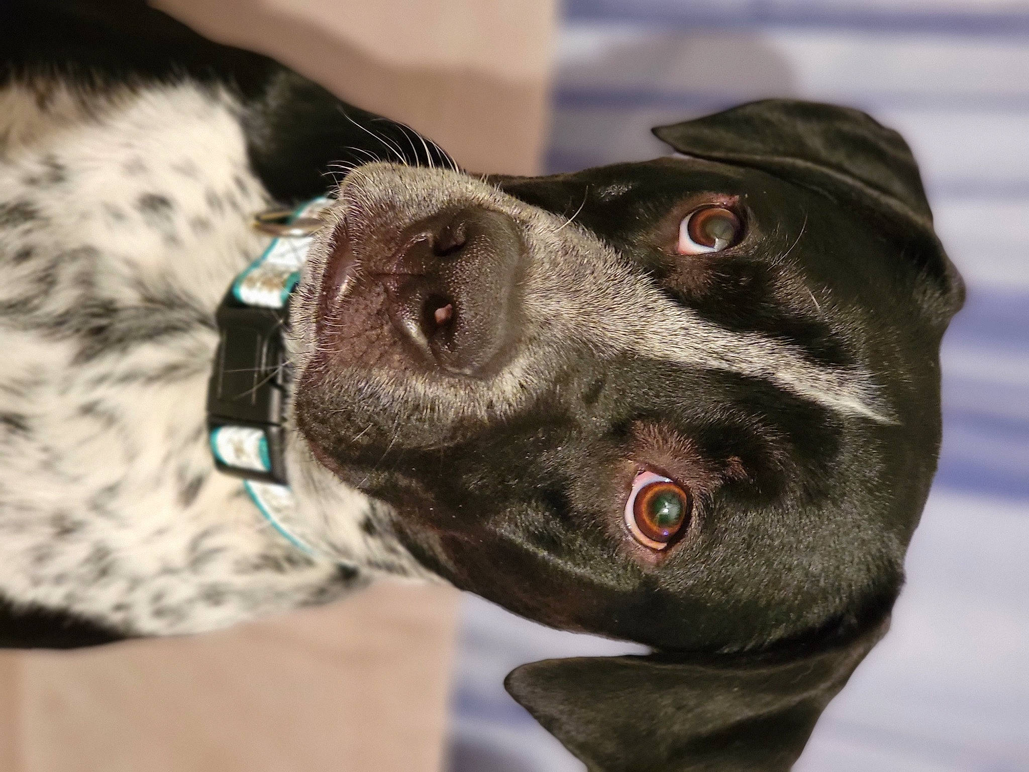 Finnigan is registered to the contest to win money with this photo: borador, canidae, carnivore, collar, companion_dog, dog, dog_breed, dog_collar, ear, fawn, fur, gun_dog, jaw, leash, liver, pet_supply, snout, whiskers, working_animal, working_dog