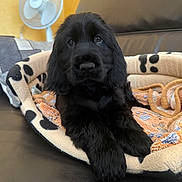 Alma a rejoint le concours — aidez-le/la à gagner de superbes lots ! puppy, dog, black_fur, pet_bed, paw_prints, couch, leather, indoor, resting, close_up, cute, animal, fur, ears, eyes, face, nose, comfort, home, fan