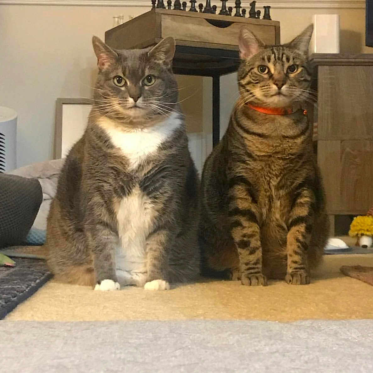 Max And Pip is registered to the contest to win money with this photo: cat, feline, pets, indoor, carpet, chessboard, table, gray_cat, tabby_cat, orange_collar, whiskers, ears, eyes, sitting, fur, domestic_animal, home_interior, floor, furniture, cute