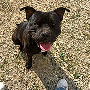 Sadio participe au concours pour gagner de l'argent avec cette photo : dog, black_dog, happy, tongue_out, outdoor, gravel, shadow, pet, canine, looking_up, sitting, casual, sunlight, person, jeans, white_shoes, playful, close_up, animal, nature