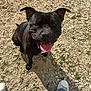 dog, black_dog, happy, tongue_out, outdoor, gravel, shadow, pet, canine, looking_up, sitting, casual, sunlight, person, jeans, white_shoes, playful, close_up, animal, nature