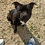 Sadio a rejoint le concours — aidez-le/la à gagner de superbes lots ! dog, black_dog, pet, animal, outdoor, rocks, ground, shadow, white_patch, looking_up, ears_up, casual, jeans, sneakers, sunlight, daylight, curious, portrait, close_up, companion