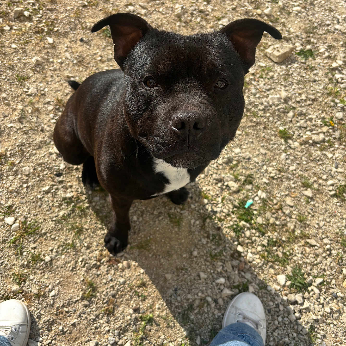 Sadio a rejoint le concours — aidez-le/la à gagner de superbes lots ! animal, black_dog, casual, close_up, companion, curious, daylight, dog, ears_up, ground, jeans, looking_up, outdoor, pet, portrait, rocks, shadow, sneakers, sunlight, white_patch