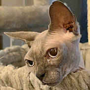 Albert is registered to the contest to win money with this photo: sphynx_cat, hairless_cat, pet, animal, close_up, indoor, cozy, blanket, resting, feline, wrinkles, cute, domestic_cat, soft_texture, relaxed, portrait, eyes, ears, face, warm_lighting