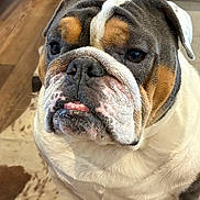 Charlotte joined the competition — help win amazing prizes! bulldog, dog, pet, indoor, close_up, sitting, animal, face, tongue, floor, rug, wooden_floor, furniture, brown, white, black, expression, wrinkles, domestic, companion