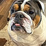 bulldog, dog, pet, indoor, close_up, sitting, animal, face, tongue, floor, rug, wooden_floor, furniture, brown, white, black, expression, wrinkles, domestic, companion
