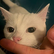 Charly participe au concours pour gagner de l'argent avec cette photo : cat, white_cat, pet, animal, close_up, face, ears, whiskers, nose, human_hand, finger, curious, indoor, soft_light, domestic_cat, feline, closeup, cute, playful, interaction
