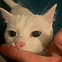 cat, white_cat, pet, animal, close_up, face, ears, whiskers, nose, human_hand, finger, curious, indoor, soft_light, domestic_cat, feline, closeup, cute, playful, interaction