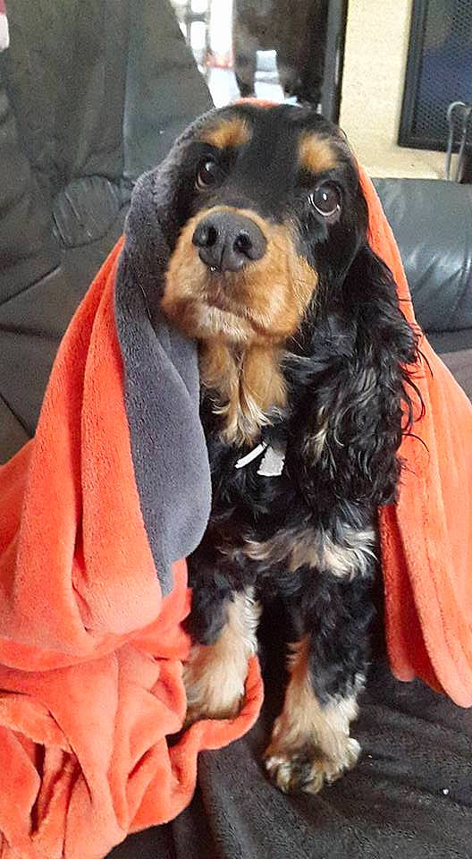 Helly participe au concours pour gagner de l'argent avec cette photo : black_and_tan_coonhound, companion_dog, dog, dog_breed, dog_breed_group, dog_like_mammal, english_cocker_spaniel, field_spaniel, puppy, snout, spaniel, sporting_group