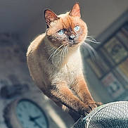 Hunky participe au concours pour gagner de l'argent avec cette photo : animal, blue_eyes, blurred_background, bookshelf, cat, clock, closeup, cozy, cute, feline, focus, fur, home, indoor, natural_light, paws, pet, stretching, texture, whiskers