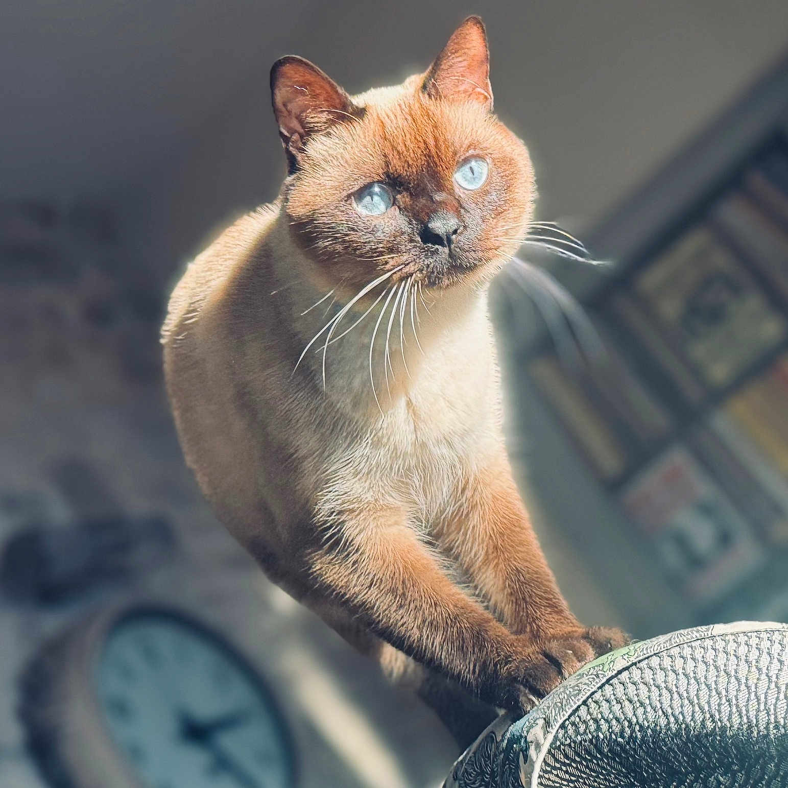 Hunky participe au concours pour gagner de l'argent avec cette photo : animal, blue_eyes, blurred_background, bookshelf, cat, clock, closeup, cozy, cute, feline, focus, fur, home, indoor, natural_light, paws, pet, stretching, texture, whiskers