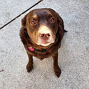 Honey is registered to the contest to win money with this photo: dog, chocolate, brown, pet, canine, outdoor, sidewalk, concrete, leaves, collar, looking_up, sitting, cute, animal, friendly, ears, nose, paw, fur, daylight