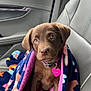 Honey joined the competition — help win amazing prizes! puppy, dog, brown_dog, blanket, car_seat, collar, tag, cute, pet, indoor, seat, toy, soft, snuggled, animal, car_interior, closeup, young, looking_up, pink_tag