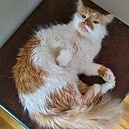 Karma joined the competition — help win amazing prizes! animal, cat, cute, domestic, feline, fluffy, fur, indoor, mammal, orange, paw, pet, relaxed, resting, surface, tail, tongue_out, whiskers, white, wood