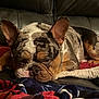 Taz joined the competition — help win amazing prizes! animal, blanket, brindle, bulldog, closeup, comfort, couch, cozy, cute, dog, ears, face, fur, home, indoor, leather, pet, relaxed, resting, sleeping